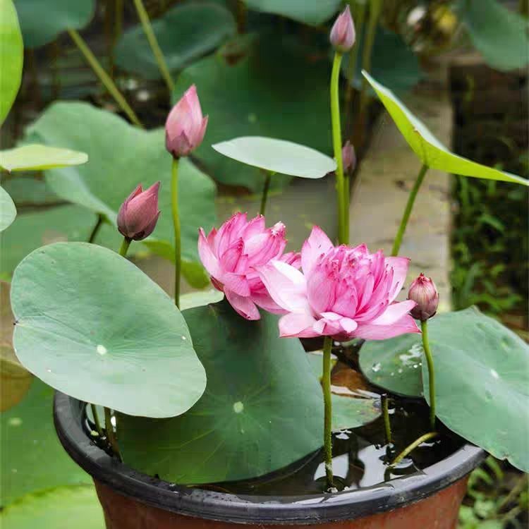 多花色水培碗莲种子已开口四季播种水培植物睡莲荷花室内绿植花卉