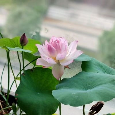 多花色水培碗莲种子已开口四季播种水培植物睡莲荷花室内绿植花卉
