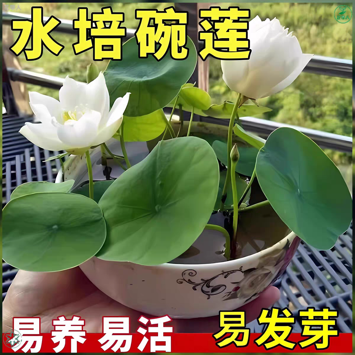 多花色水培碗莲种子已开口四季播种水培植物睡莲荷花室内绿植花卉
