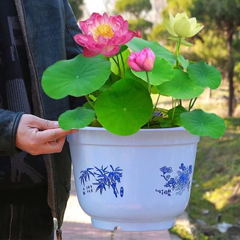 多花色水培碗莲种子已开口四季播种水培植物睡莲荷花室内绿植花卉