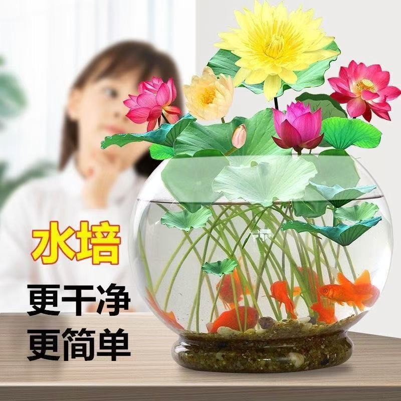 多花色水培碗莲种子已开口四季播种水培植物睡莲荷花室内绿植花卉