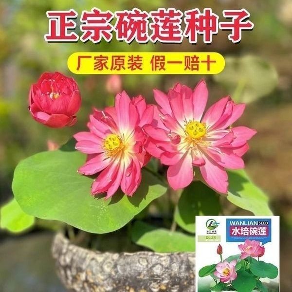 多花色水培碗莲种子已开口四季播种水培植物睡莲荷花室内绿植花卉