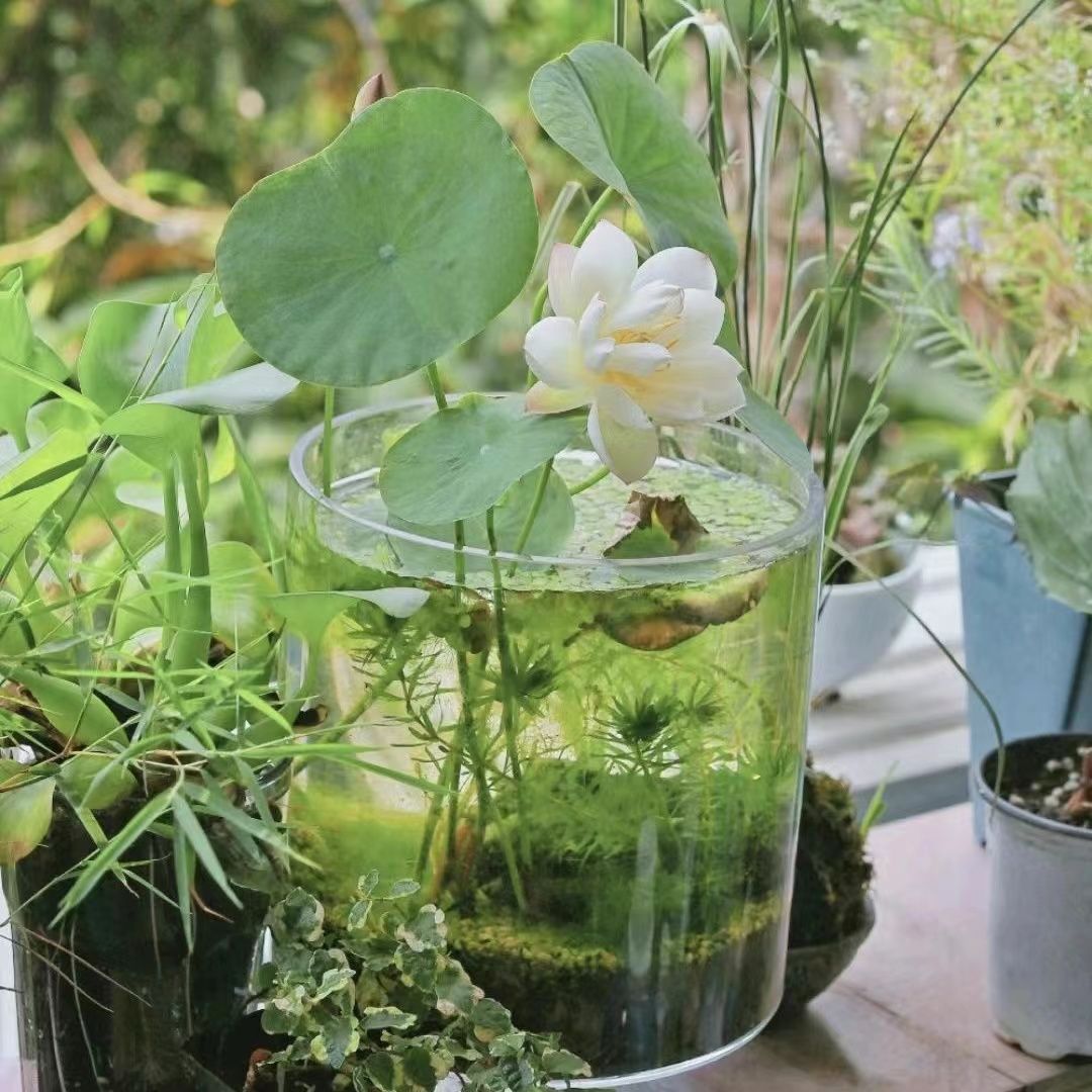 多花色水培碗莲种子已开口四季播种水培植物睡莲荷花室内绿植花卉