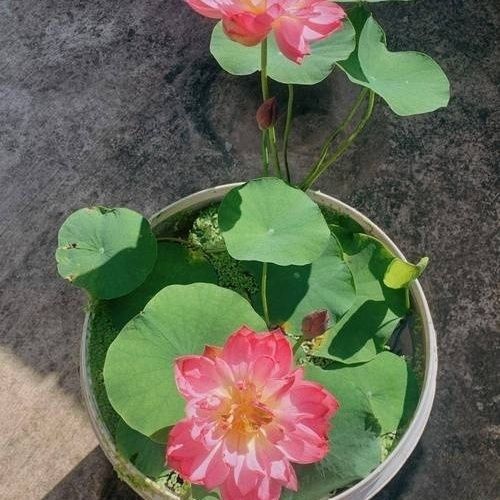 多花色水培碗莲种子已开口四季播种水培植物睡莲荷花室内绿植花卉