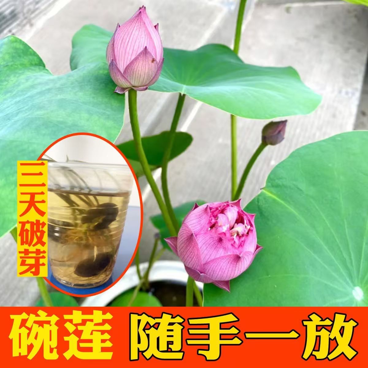 多花色水培碗莲种子已开口四季播种水培植物睡莲荷花室内绿植花卉