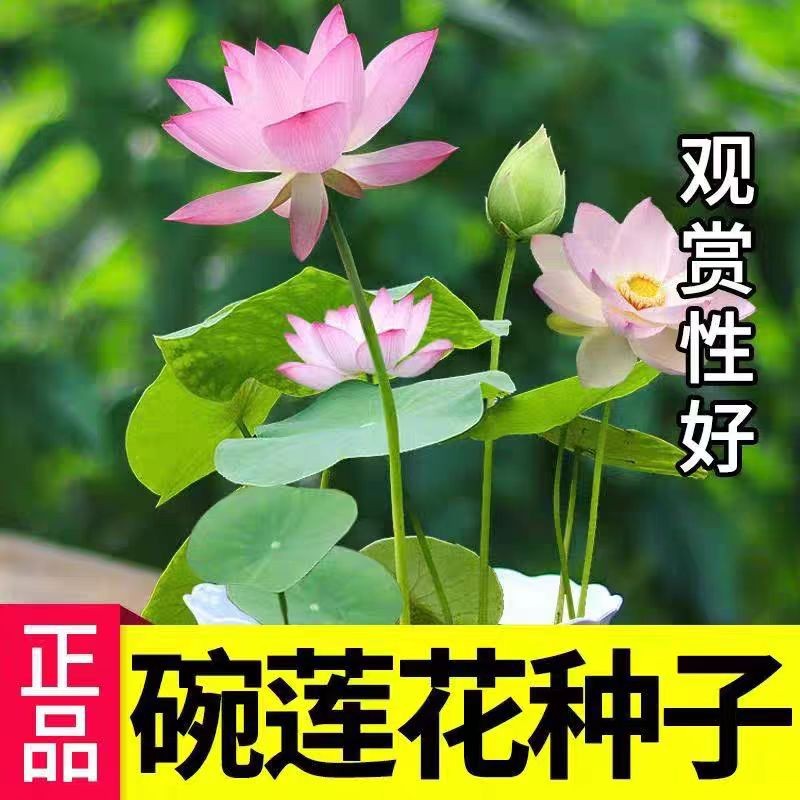 多花色水培碗莲种子已开口四季播种水培植物睡莲荷花室内绿植花卉