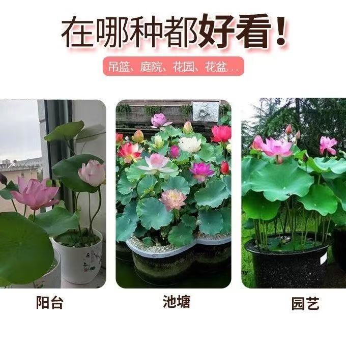 多花色水培碗莲种子已开口四季播种水培植物睡莲荷花室内绿植花卉