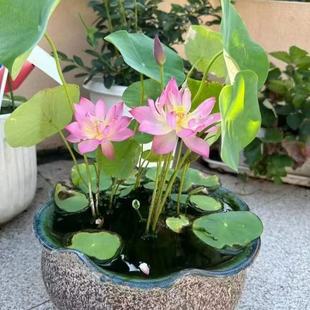 饰绿植盆栽植物户外泗季 正宗水培碗莲种子迷你莲花荷花种子装 开花