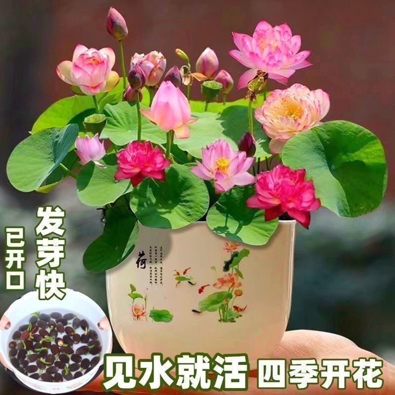 多花色水培碗莲种子已开口四季播种水培植物睡莲荷花室内绿植花卉