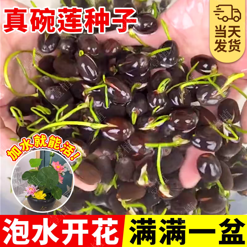 睡莲碗莲四季开花7天发芽水培绿植睡莲荷花无土盆栽莲子种子精品