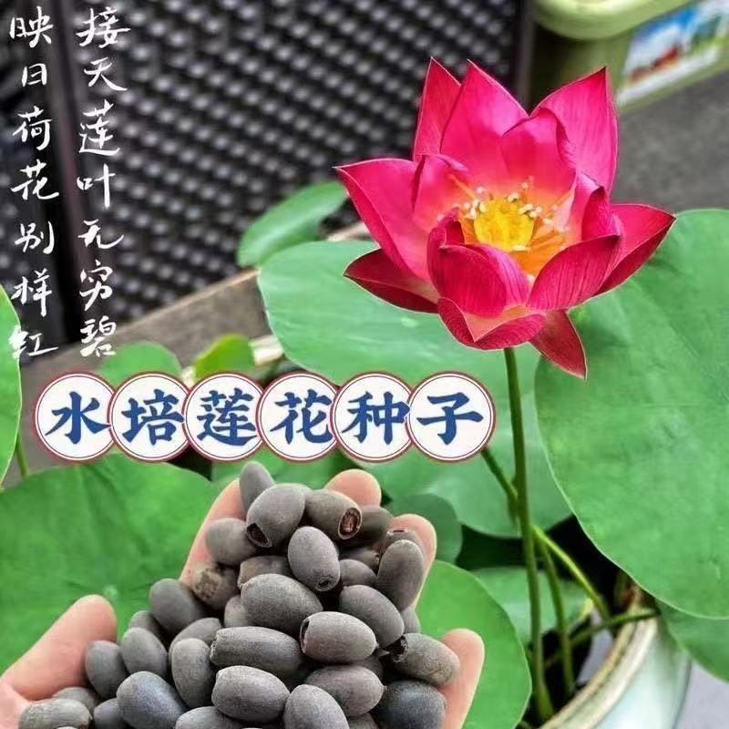 多花色水培碗莲种子已开口四季播种水培植物睡莲荷花室内绿植花卉