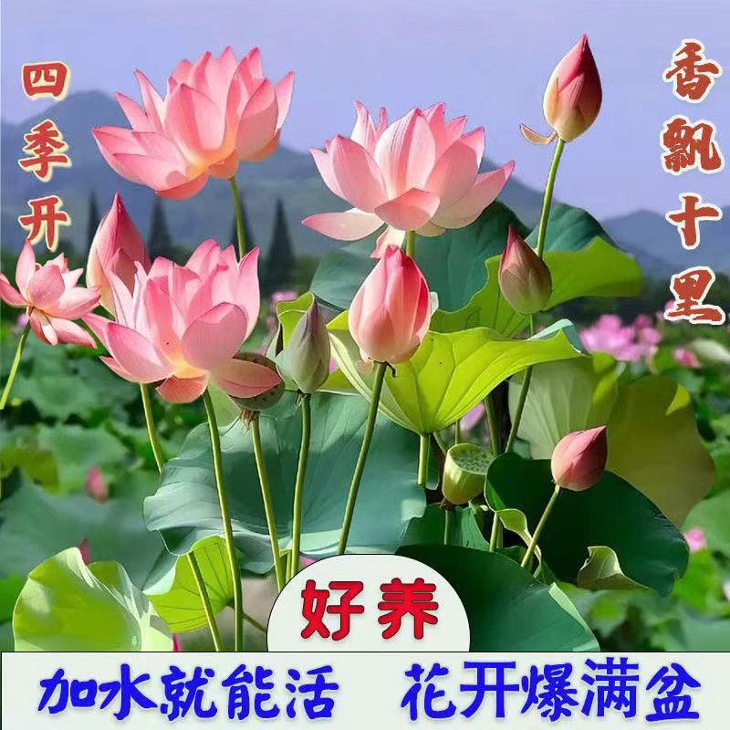 多花色水培碗莲种子已开口四季播种水培植物睡莲荷花室内绿植花卉