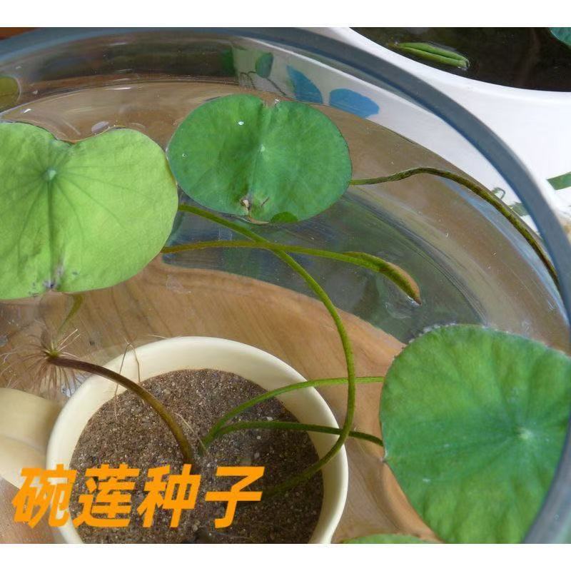 莲花懒人水养开花碗莲水培植物荷花阳台和鱼共养