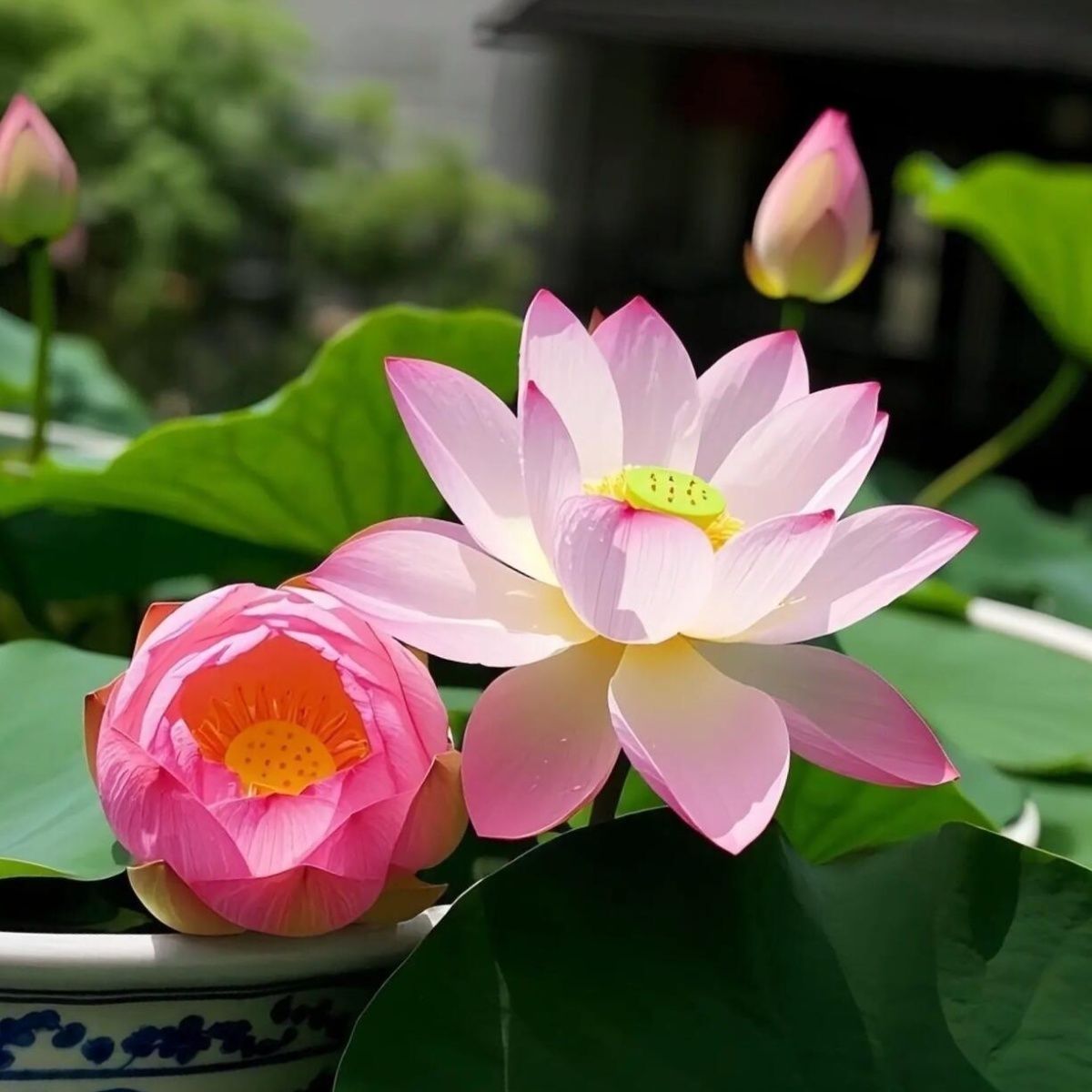 多花色水培碗莲种子已开口四季播种水培植物睡莲荷花室内绿植花卉