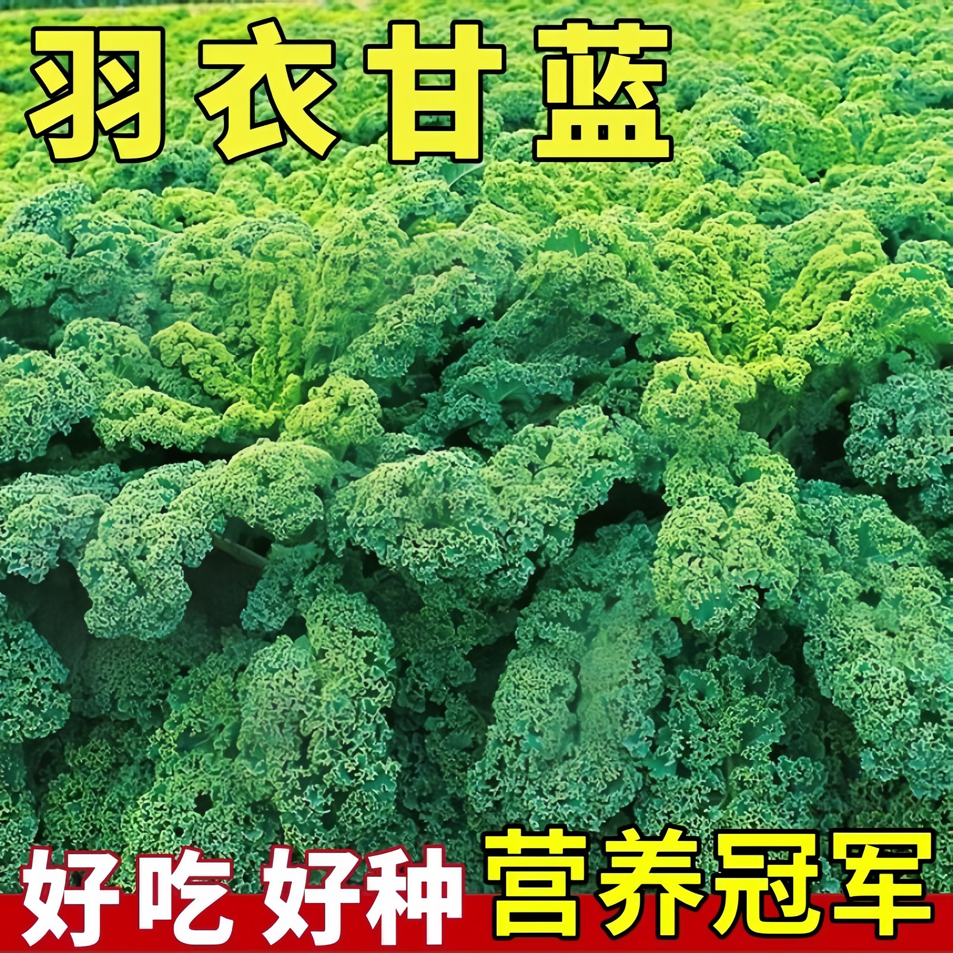 羽衣甘蓝种子种籽苗孑食用秋冬季紫色蔬菜种籽四季盆栽菜苗冬季