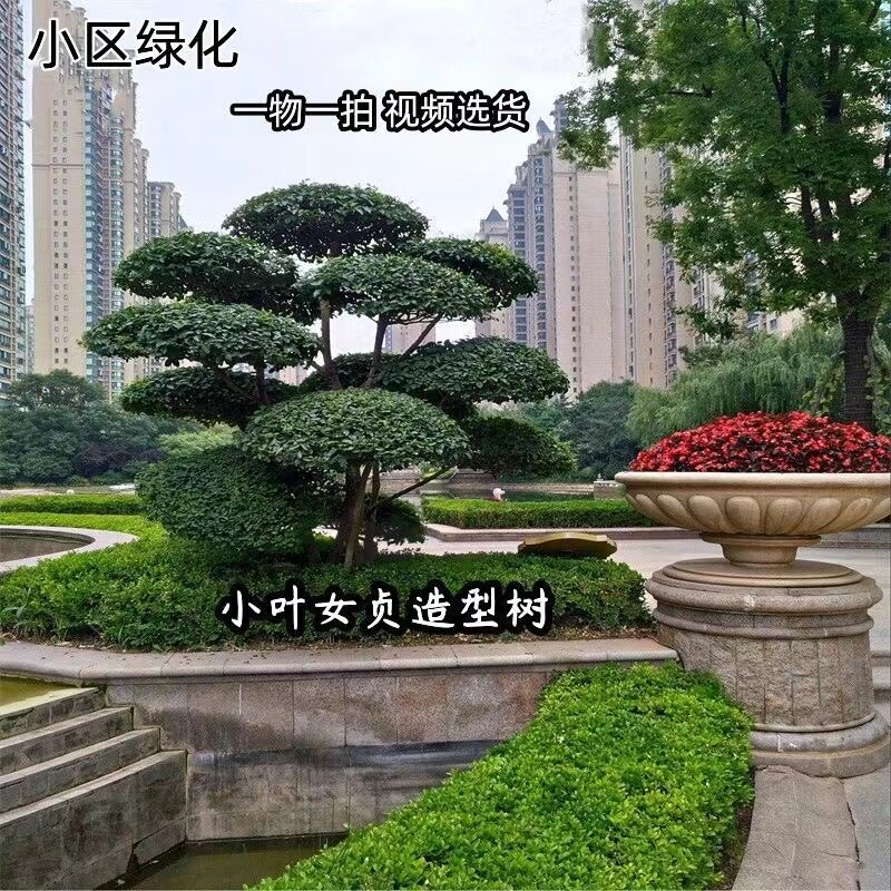 小叶女贞造型树苗木庭院盆景棒棒糖树球景观树苗绿篱绿化植物四季