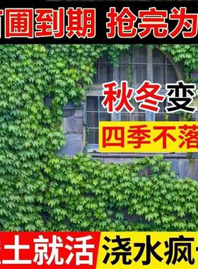 爬山虎苗大苗耐寒植物四季