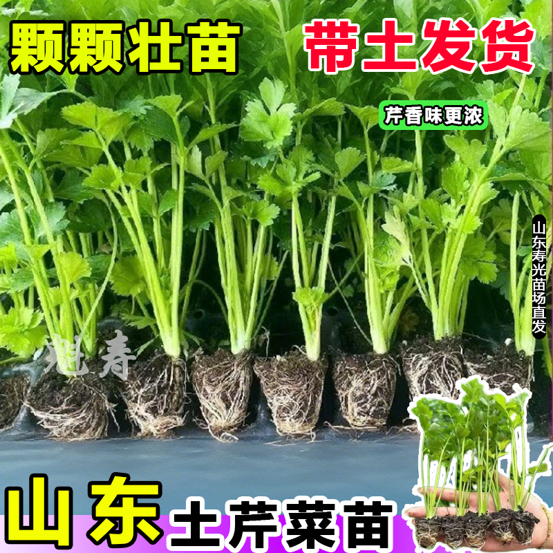 山东寿光土芹菜苗秧味更浓高产蔬菜四季春秋盆栽地栽