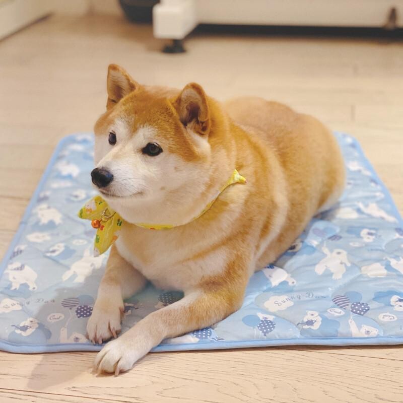 沙丘猫宠物垫子夏季凉感毯子冰凉狗垫夏天凉席狗狗睡觉垫柴犬狗窝