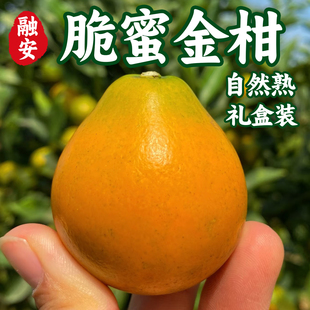 正宗脆蜜金柑广西融安第三代脆蜜金桔礼盒装新鲜水果独立包装顺丰