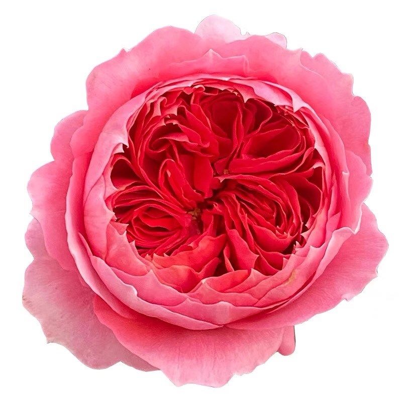 朱砂碗 月季花苗开花玫瑰小苗四季盆栽花卉爬藤植物蔷薇树绿植,鲜花速递/花卉仿真/绿植园艺,月季/蔷薇/玫瑰,淘宝优惠券,粉丝福利购,淘宝优惠卷