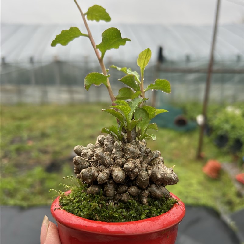 花卉绿植藤三七盆景办公室盆栽茶桌摆件创意山野草清新空气掌中宝