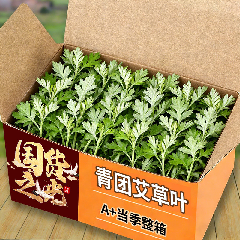 艾草新鲜现摘食用应当季生艾叶糍粑野生食用清明草青团艾叶草