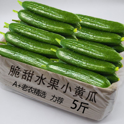新鲜现摘水果小黄瓜5斤包邮
