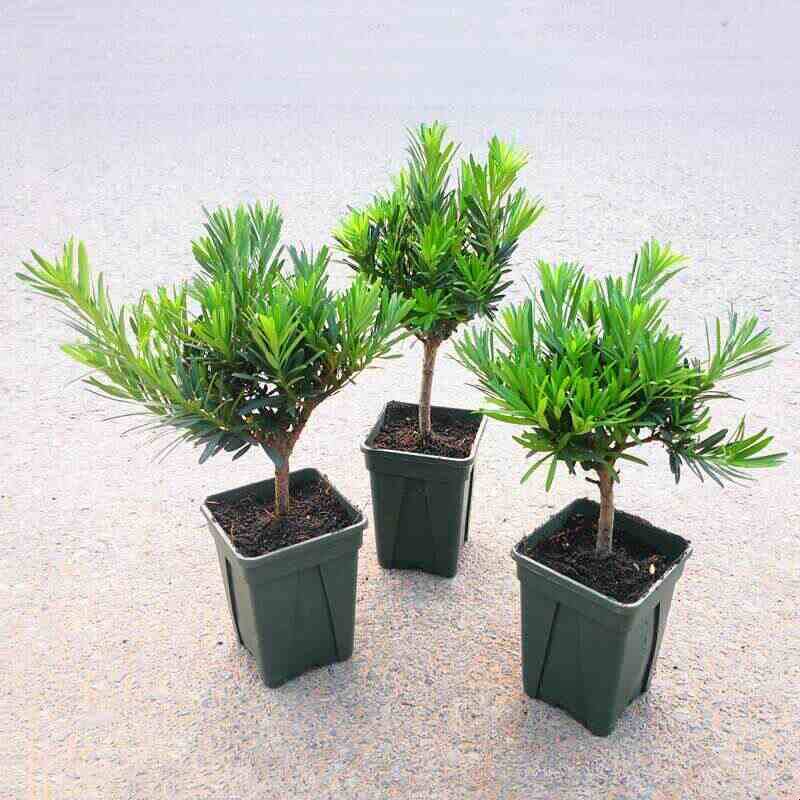 雀舌小叶罗汉松树苗盆景树小苗造型盆景素材盆栽带盆栽种发货