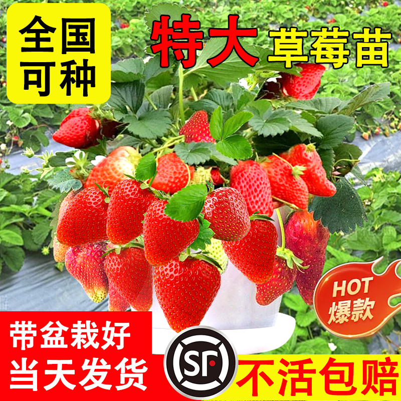 奶油草莓苗盆栽冬季带盆带土种籽子红颜四季结果阳台种植新秧果苗