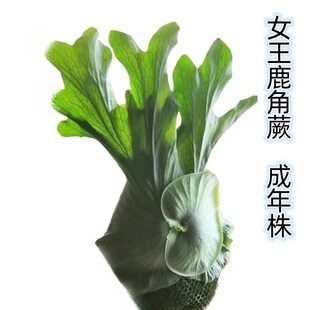 包邮亚洲猴脑鹿角蕨象耳女王野银皇冠蕨植物室内绿植观赏植物耐阴