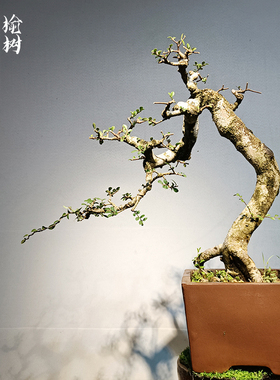 岭南造型苍古小叶榆树盆景树桩榔榆室内办公室庭院绿植阳台盆栽