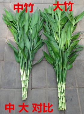 紫色富贵竹 好运竹大叶富贵竹转运竹 龙竹 弯竹荷花竹紫叶竹水培