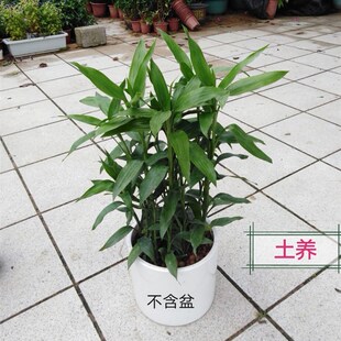 大叶富贵竹金边 有带老根可水养土培 好养易活办公桌面绿植物盆栽