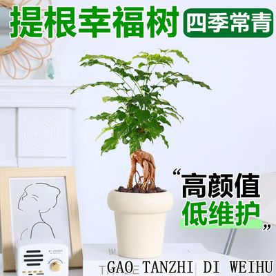 提根幸福树盆栽造型绿宝盆景室内办公室桌面观叶植物四季常青绿植