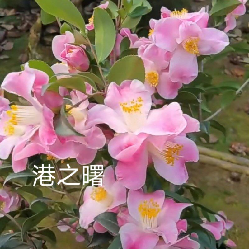 港之曙 串花瀑布 岳麓连蕊茶 束花 劳克 欧美丽莎 连蕊茶香珍珠