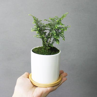 芝麻榆 八房榆 正宗小叶榔榆树苗 微型盆景素材小品盆栽绿植盆栽