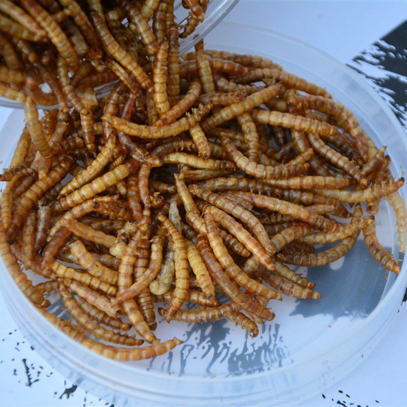 面包虫干黄粉虫仓鼠粮食仓鼠用品金丝熊零食刺猬饲料龟鸟净重100g