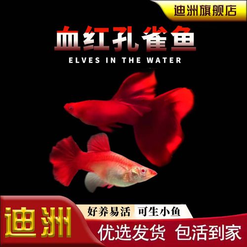 孔雀鱼纯种观赏鱼小型淡水好养