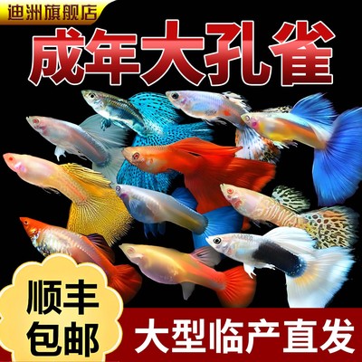 孔雀鱼观赏鱼活体金鱼热带小型淡水马凤尾鱼好养耐活易繁殖斑鱼苗