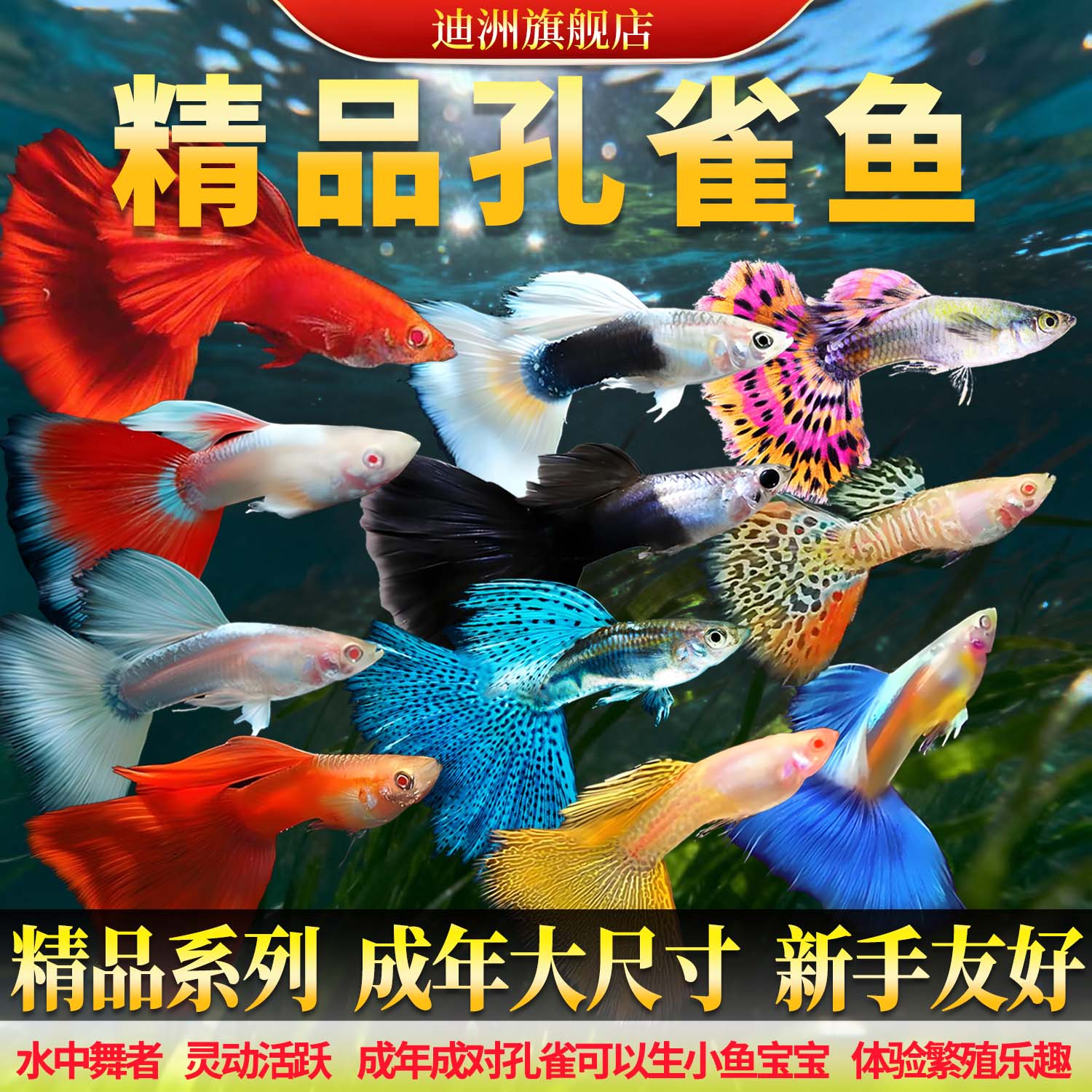 孔雀鱼热带鱼斑马鱼小金鱼好养