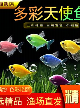 天使鱼大号观赏鱼热带鱼淡水好养耐活群游小型懒人鱼好养耐活包邮