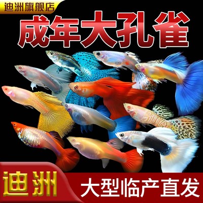 孔雀鱼观赏鱼活体金鱼热带小型淡水马凤尾鱼好养耐活易繁殖斑鱼苗