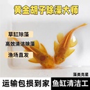 黄金胡子鱼小型清道夫热带鱼观赏鱼除藻工具鱼青苔活体清缸淡水鱼