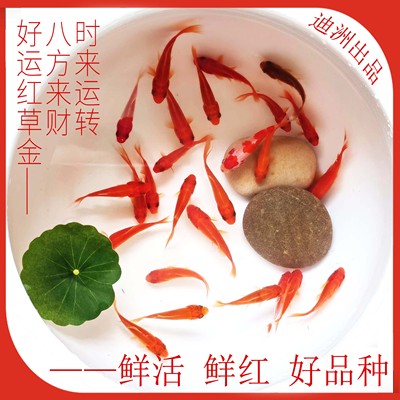 观赏鱼冷水鱼红白锦鲤耐活好养饲料鱼草金鱼活鱼新手鱼闯缸鱼