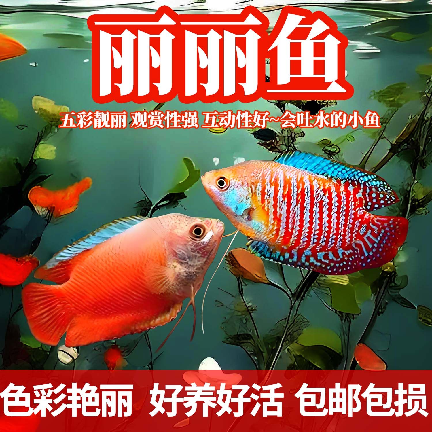 五彩丽丽草缸淡水鱼血丽丽鱼练手鱼宠物鱼好养耐活不打氧气观赏鱼