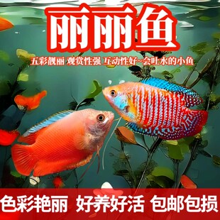 五彩丽丽草缸淡水鱼血丽丽鱼练手鱼宠物鱼好养耐活不打氧气观赏鱼