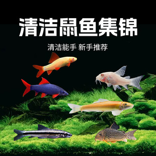 清苔鼠金苔鼠鱼热带观赏鱼清道夫鼠鱼鱼缸工具鱼除藻鱼清洁鱼活鱼