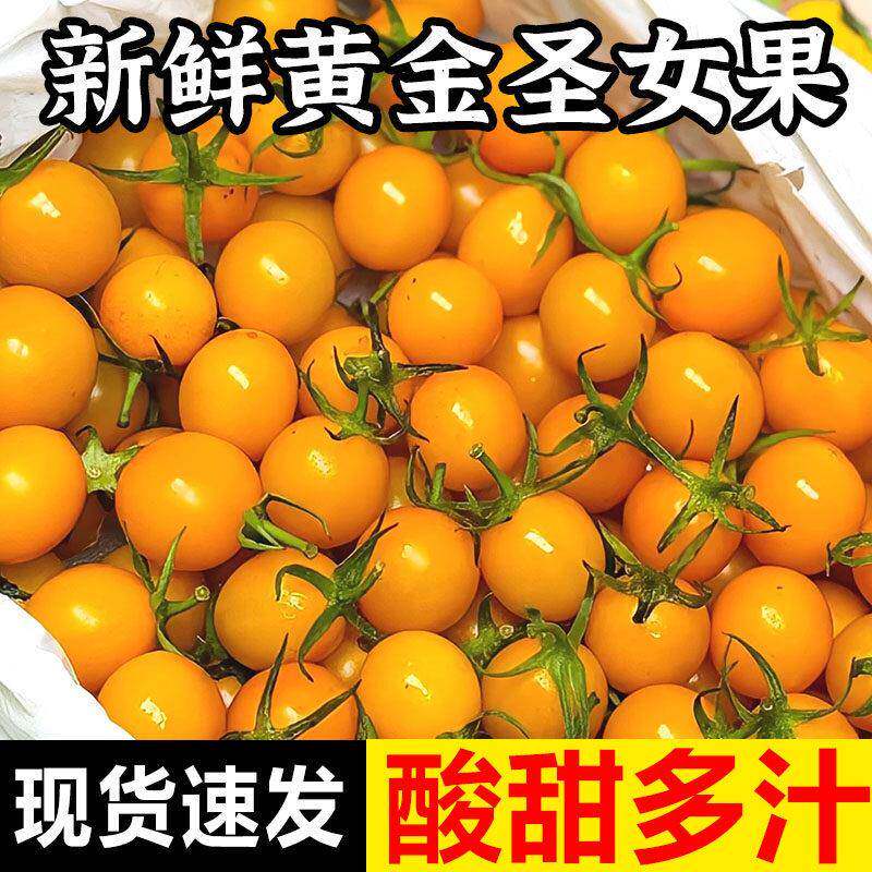 现摘现发5斤新鲜黄色圣女果水果3黄金小番茄樱桃小番茄农家