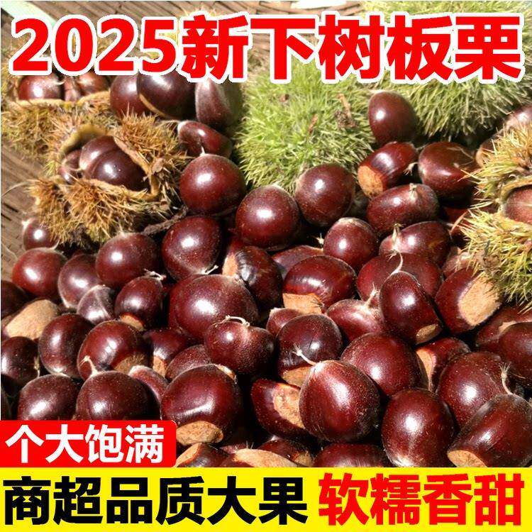 2025新鲜丹东板栗5斤鲜栗子生嫩大板粟板栗野生板票新油锥栗包邮